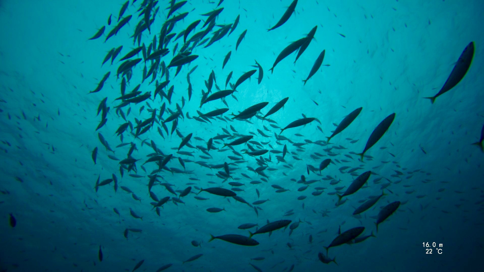 diving in poor knights island